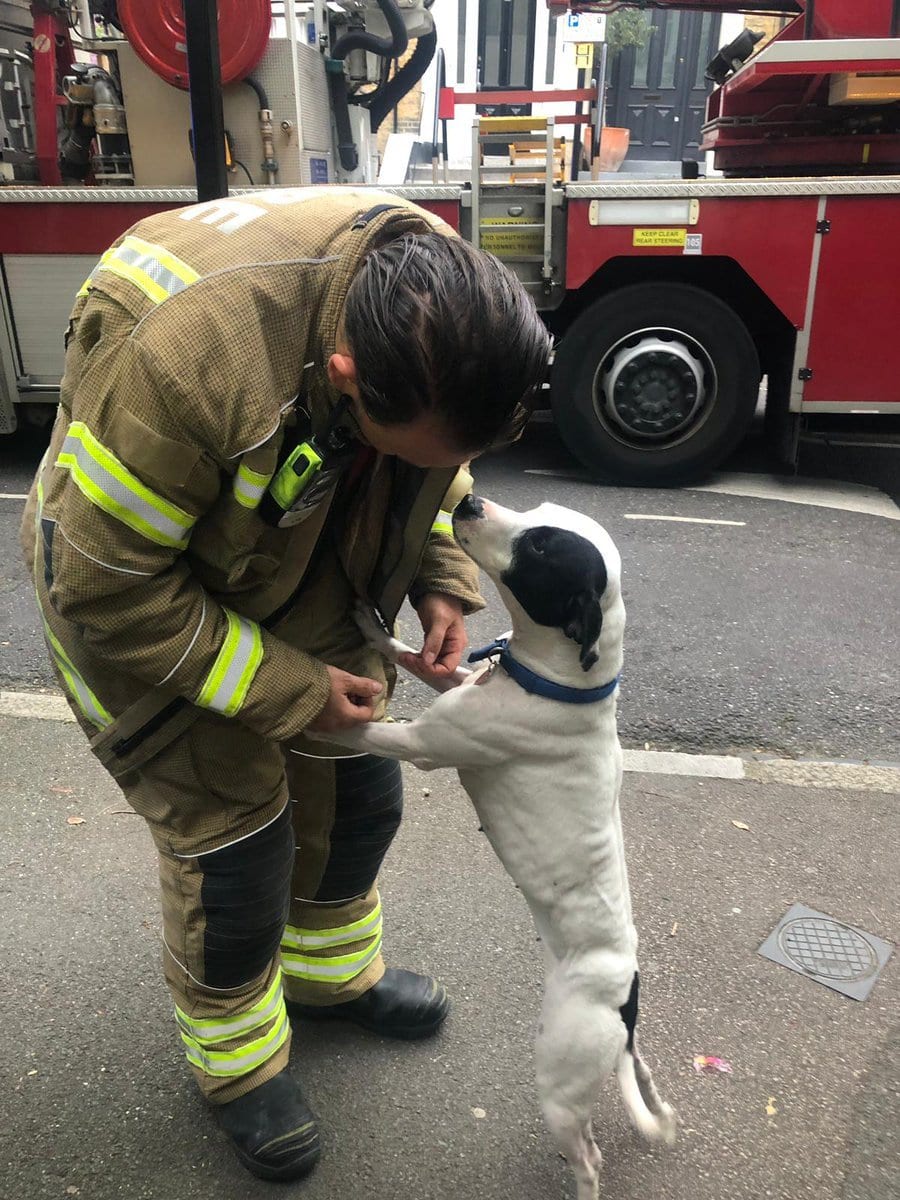 Dog rescued from roof – Hackney