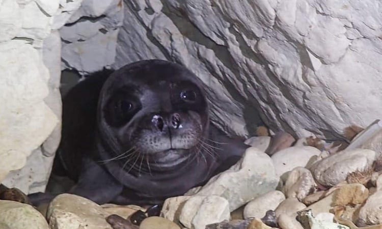 Cause of death of baby seal Aphrodite unknown, say Cypriot authoritie