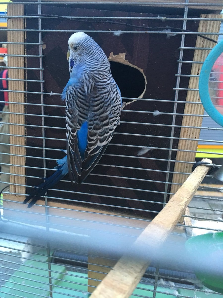 Family’s pet budgie has lucky escape from kitchen fire in Tottenham