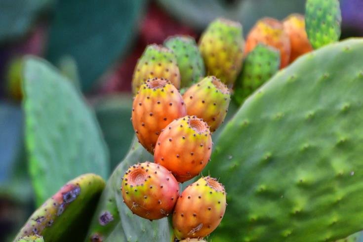 Cypriot minister sees “serious prospects” for prickly pear exports