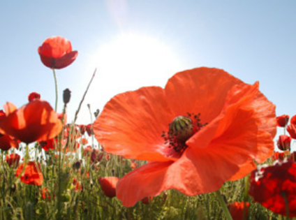 Remembrance Sunday: UK events mark the nation’s war dead