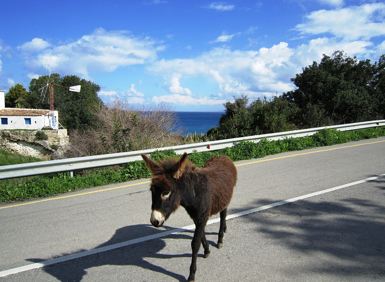 Donkeys thriving in Cyprus