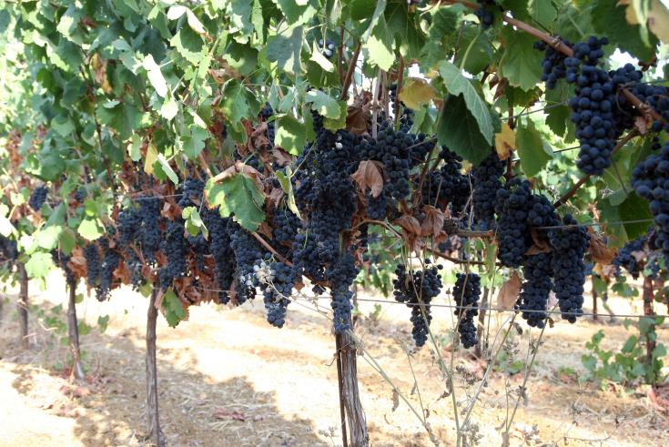 Cyprus wine competition reflects island’s vibrant industry