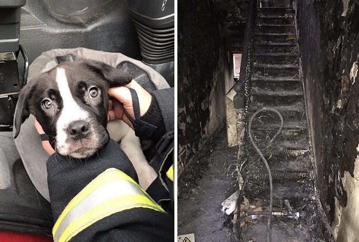 Puppy rescued by firefighters from blaze