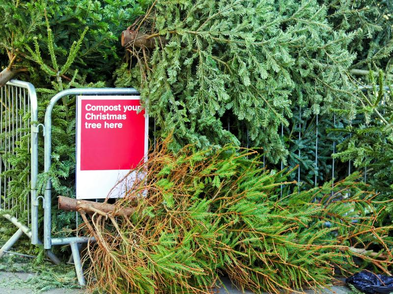 Composting Christmas tree
