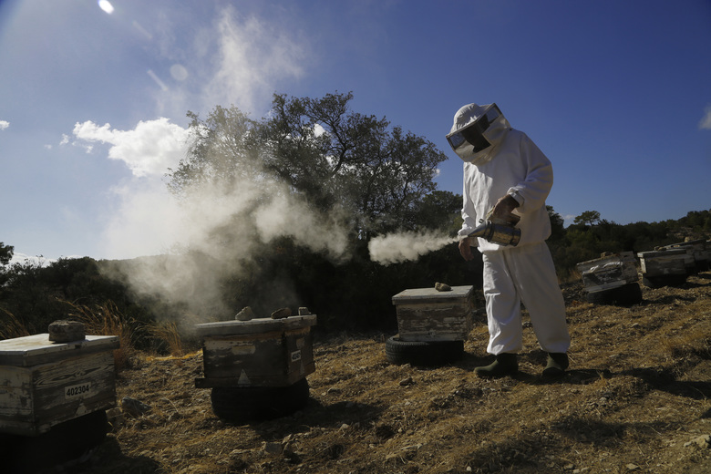 Beekeepers shun island divide to breed Cyprus’ own queen bee
