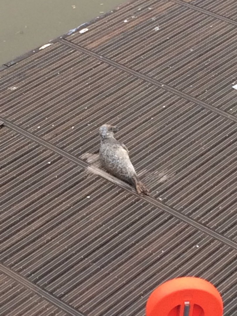 Firefighters oversee RSPCA attempts to rescue seal near Kew Bridge