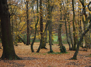 Cherry Tree Wood, Finchley