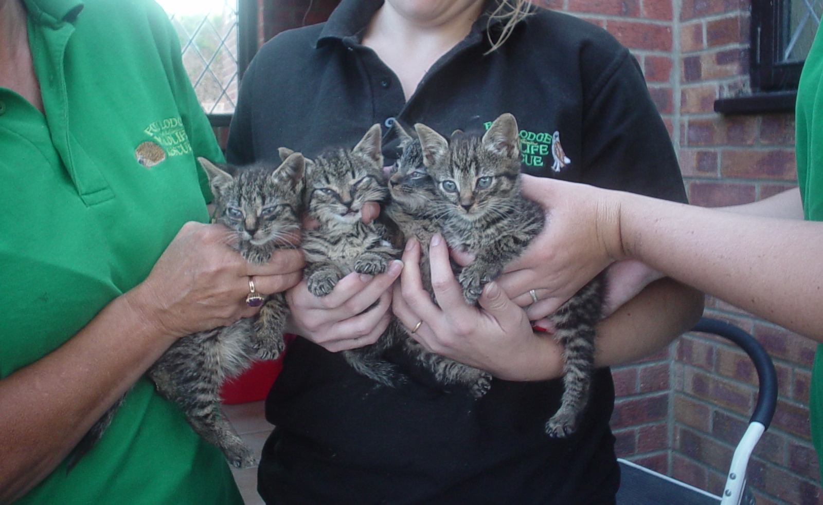 Appeal after kittens thrown at train – Norwich