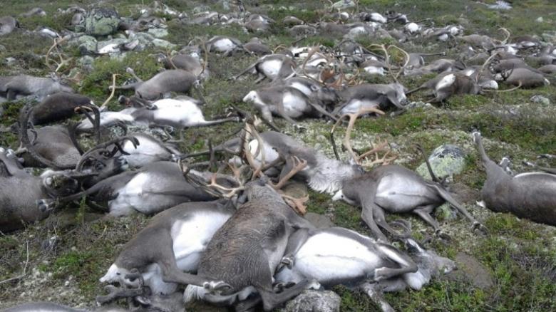 Freak lightning storm kills 323 reindeer