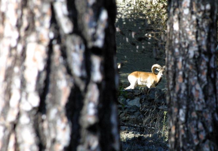 International Symposium on Mouflon underway in Nicosia, Cyprus