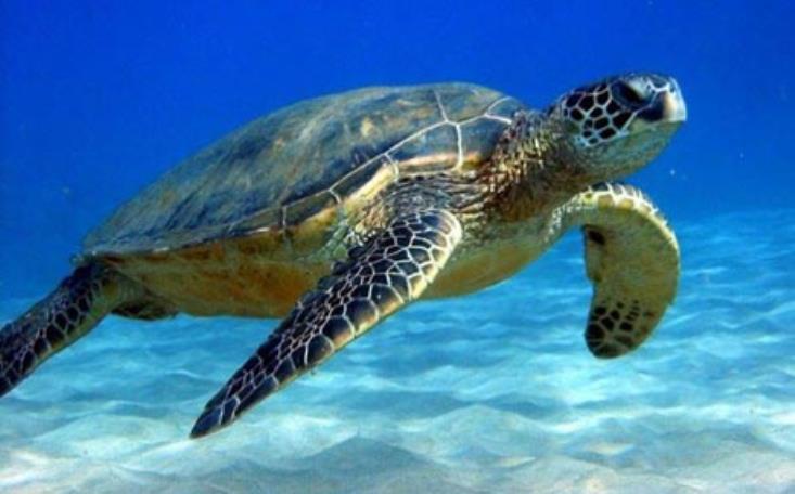 Over 1,500 sea turtle nests in Cyprus so far this year