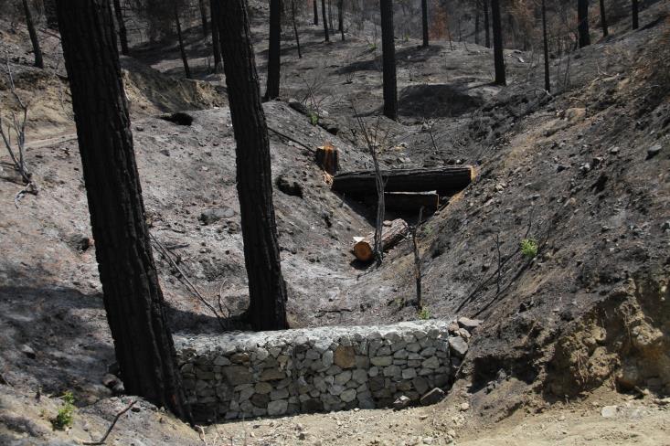 Race against time to protect Cyprus burnt forests from erosion and flooding