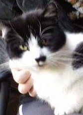 Officers are appealing for information and witnesses after a cat was shot