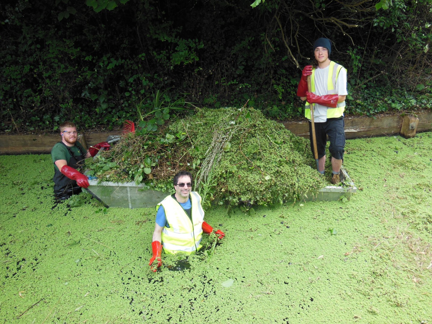 Enfield Council has swung into action to remove algae from the New River Loop