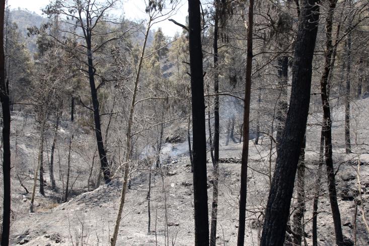 An aircraft from Italy to contribute to the battle to extinguish fire in Cyprus
