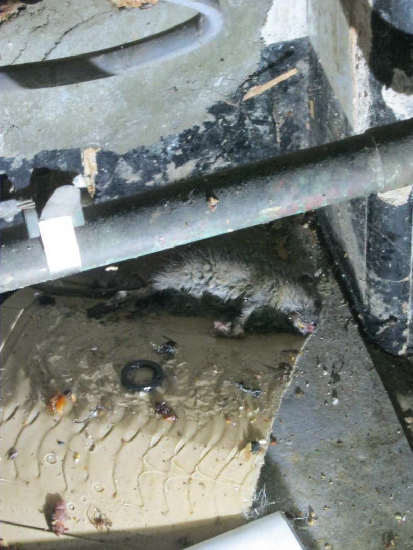 Kebab shop pays the price for abysmal hygiene failings