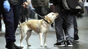Airport sniffer dogs find ‘cheese and sausages’ but no Class A drugs