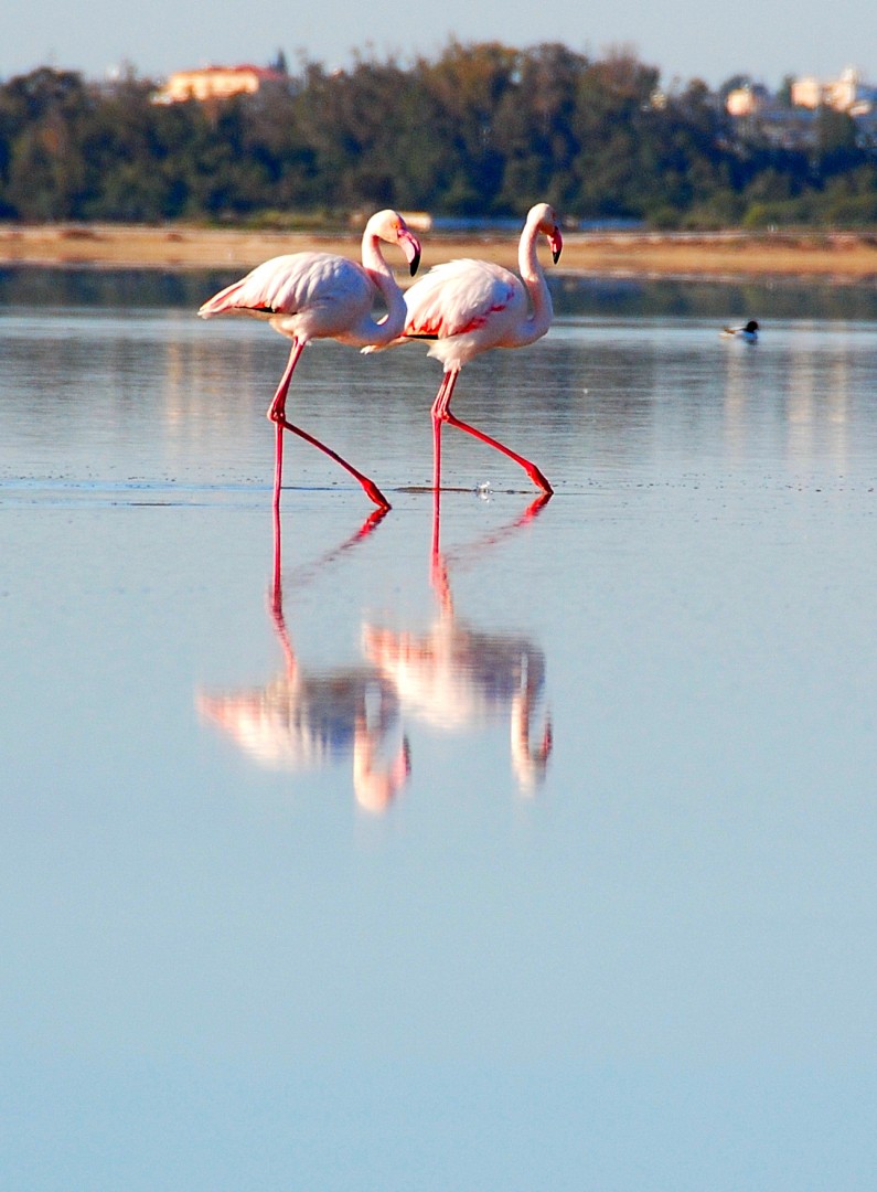 Cypriot groups celebrate World Wetlands Day to raise public awareness