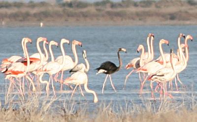 One of a kind Black Flamingo returns to Akrotiri Salt Lake in Cyprus