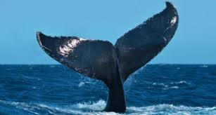 Whale spotted off Larnaca