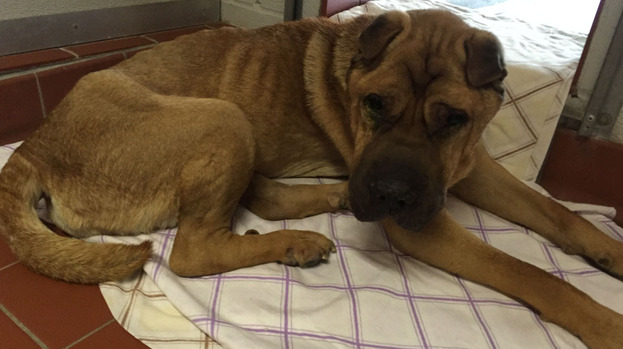 Dog from Cyprus found abandoned and in poor health in Scotland