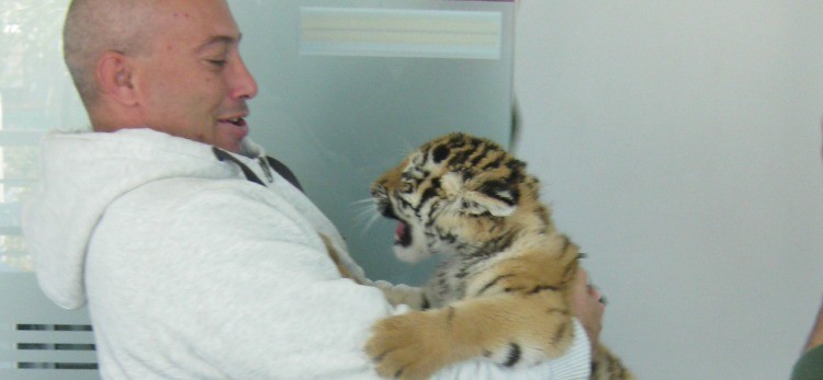 Cyprus’ first ever tiger