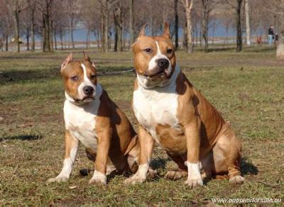 Limassol Court in Cyprus issues order to protect dog