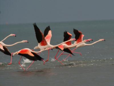 Cyprus an important winter refuge for waterbirds