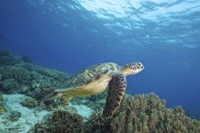 Artificial reef to be constructed in Larnaca