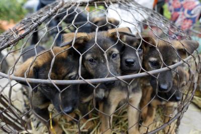 Cyprus Police dealt with 63 cases of animal cruelty in 18 months