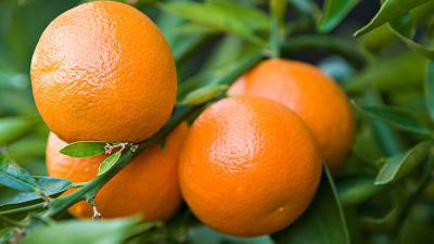 Cyprus receiving around €4 million for citrus due to Russian embargo