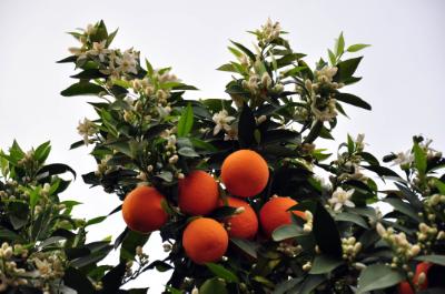 Minister asks EU for financial aid for Cypriot agriculture products due to Russian embargo