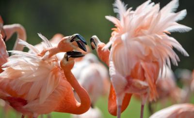 Cyprus: Less flamingos this year in local wetlands