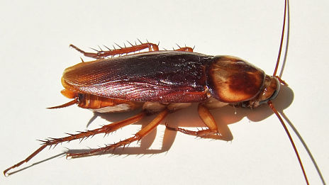 Man has 2cm cockroach removed from his ear
