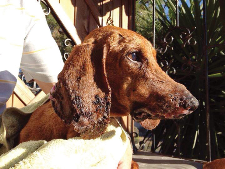 Dog shot in the face and left for dead in Cyprus