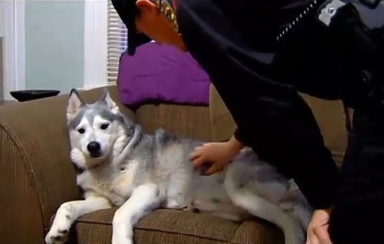 Police arrest dog for shoplifting
