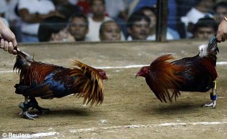 Man killed by Cock Fighting Bird