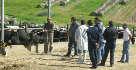 Larnaca: Bull kills worker