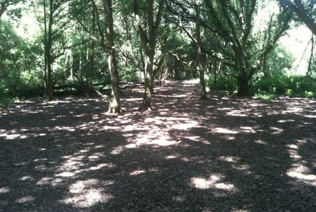 Trent Park, Enfield grass fire