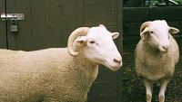 Sheep raid in Paralimni