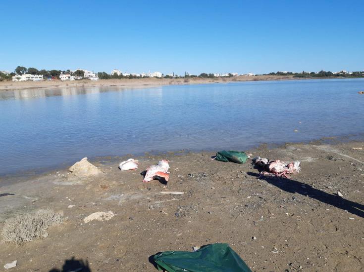 Larnaca: two more dead flamingos at salt lake