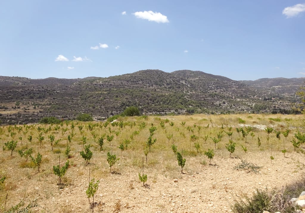 Cyprus sizzles as temperatures hit record high