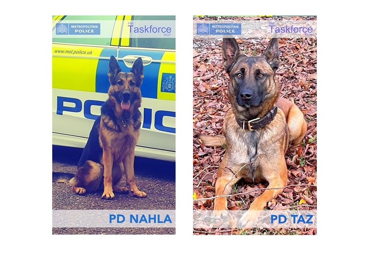 A dog’s life…Metropolitan police dogs show their worth