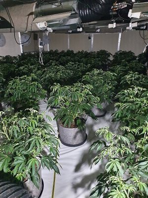 Police dismantle Brookmans Park cannabis factory