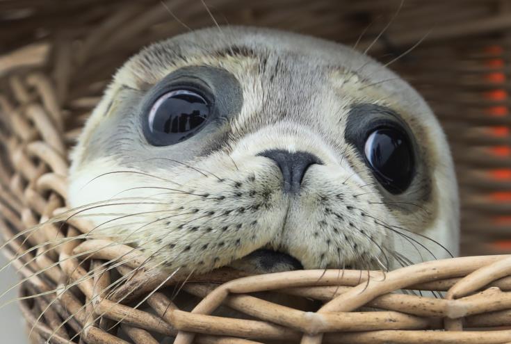 A Mediterranean Monk Seal Care Center to be created in Cyprus, Fisheries and Marine Research Department says