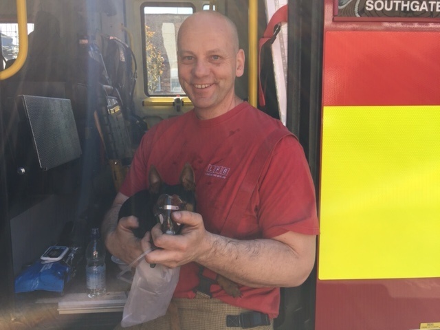 Dog rescued from house fire – Southgate