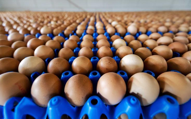 Egg production down, meat production up in Cyprus in first months of 2021