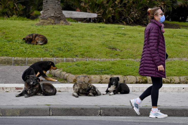 Animal police to be operational within May, Cyprus’ Justice Minister says