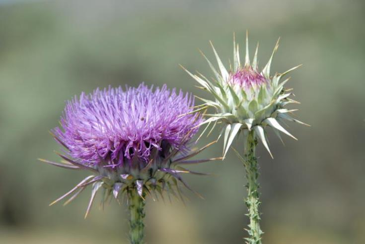 Cyprus Environment Ministry presents humble donkey thistle to mark World Environment Day